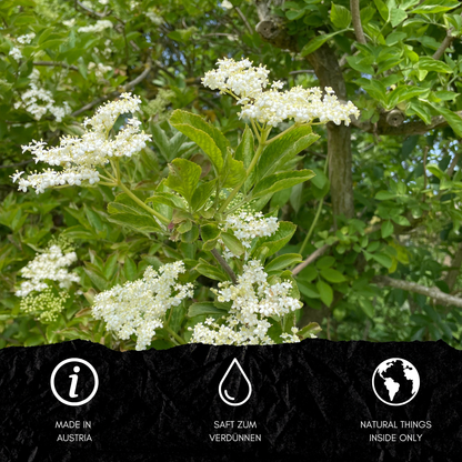 HOLLER LATSCHENKIEFER SIRUP